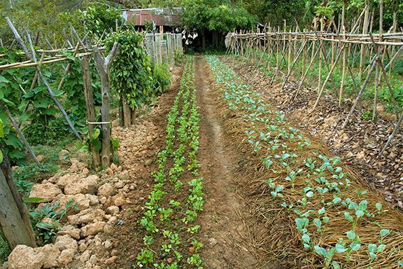 Potager Bio