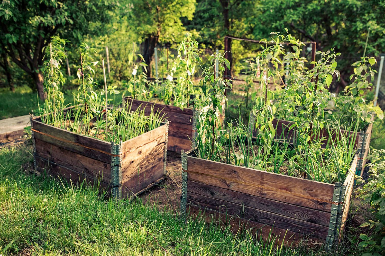 Potager Bio