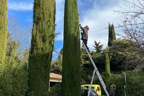 Access Vert réalisation de taille tonte