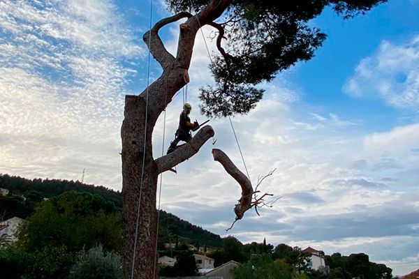 Access Vert réalisation d'abbatage
