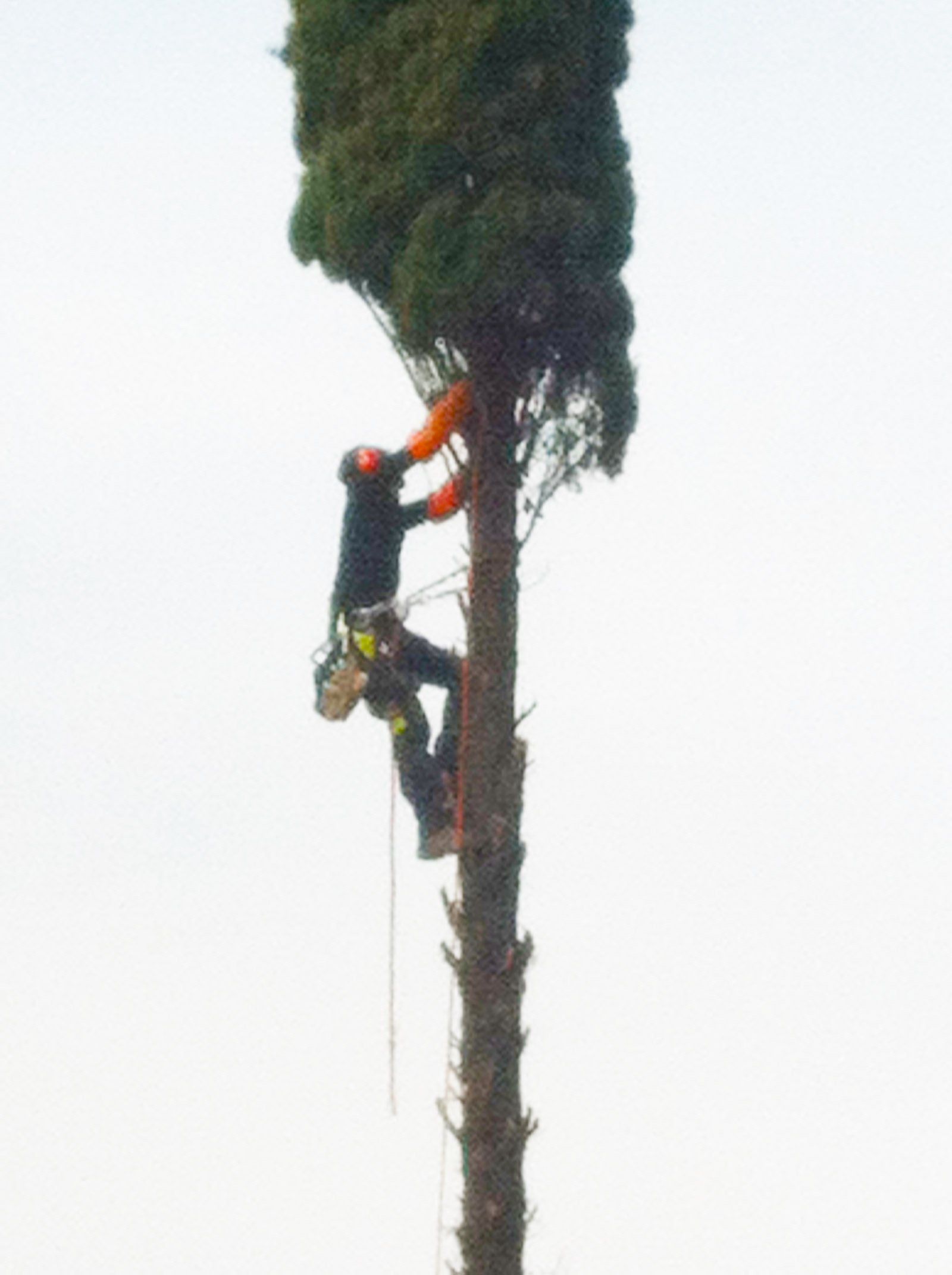Access Vert paysagiste Aix en Provence Abatage et élagage