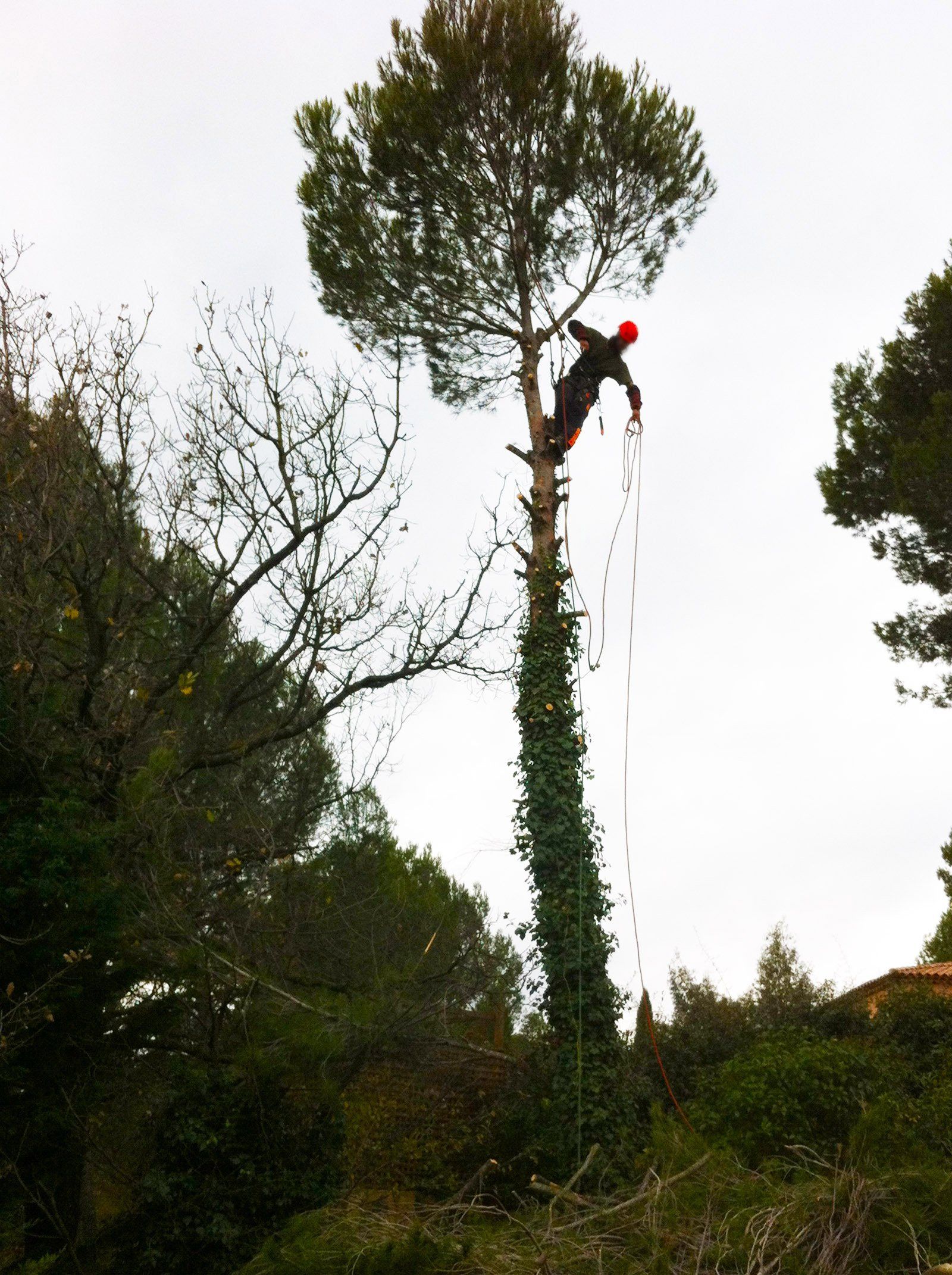 Access Vert paysagiste Aix en Provence Abatage et élagage