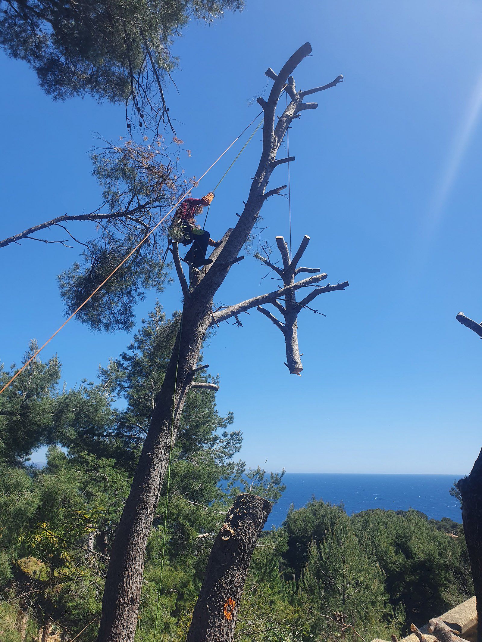Access Vert paysagiste Aix en Provence Abatage et élagage