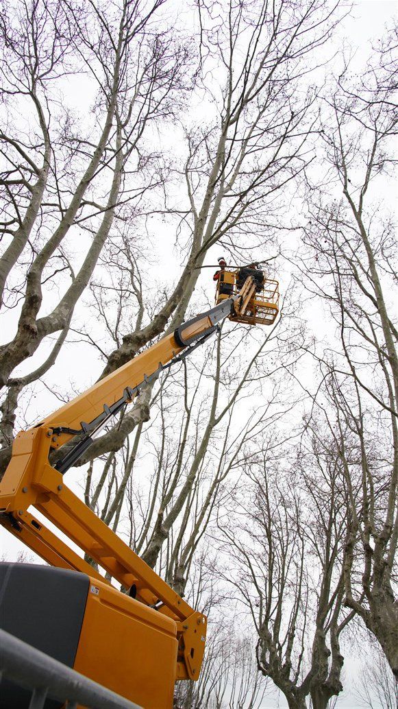 Access Vert paysagiste Aix en Provence Abatage et élagage