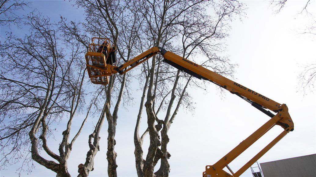 Access Vert paysagiste Aix en Provence Abatage et élagage