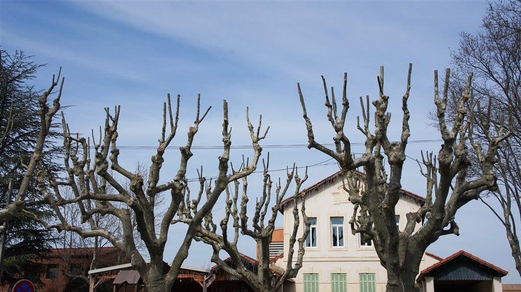 Access Vert paysagiste Aix en Provence Abatage et élagage