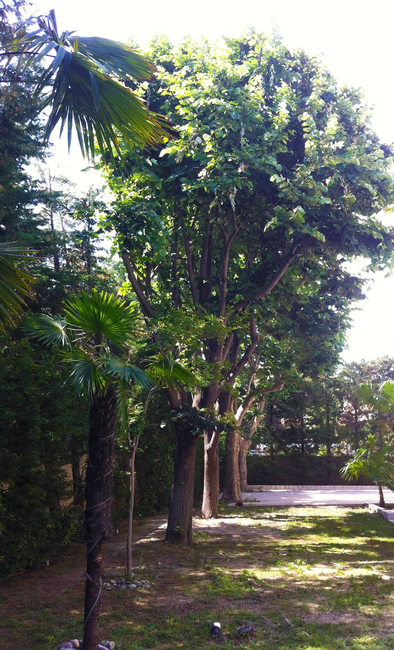 Access Vert paysagiste Aix en Provence Abatage et élagage