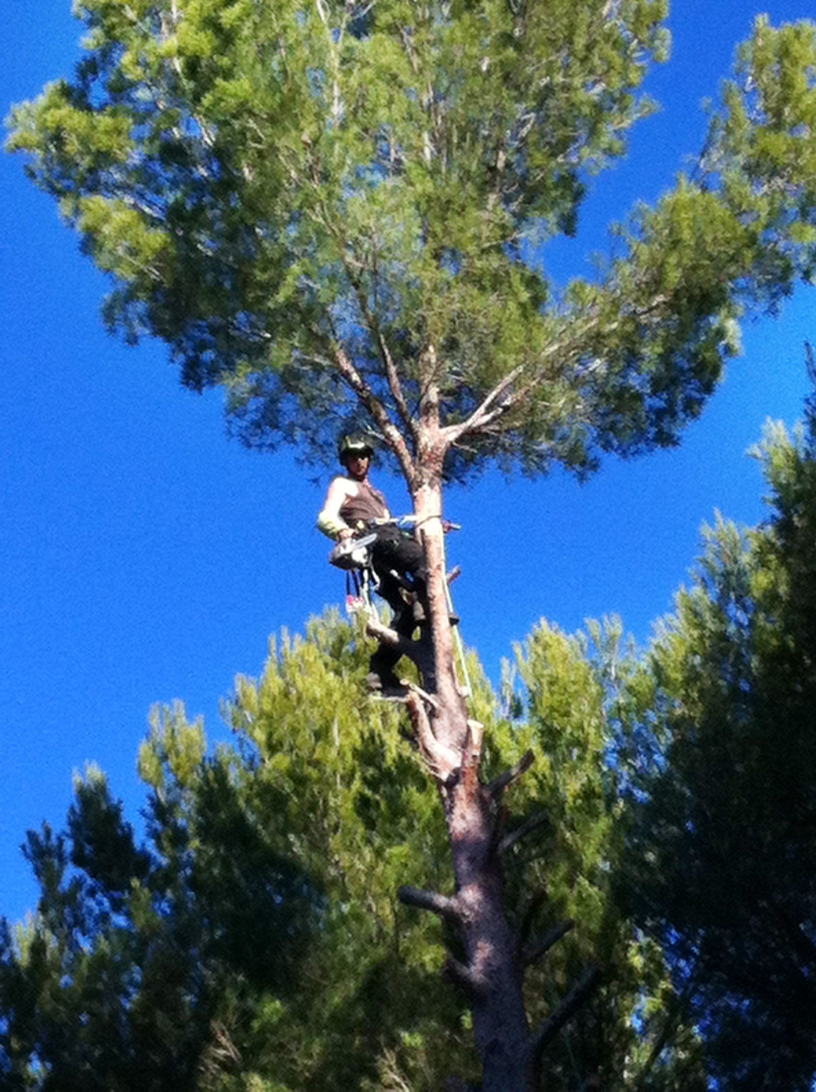 Access Vert paysagiste Aix en Provence Abatage et élagage