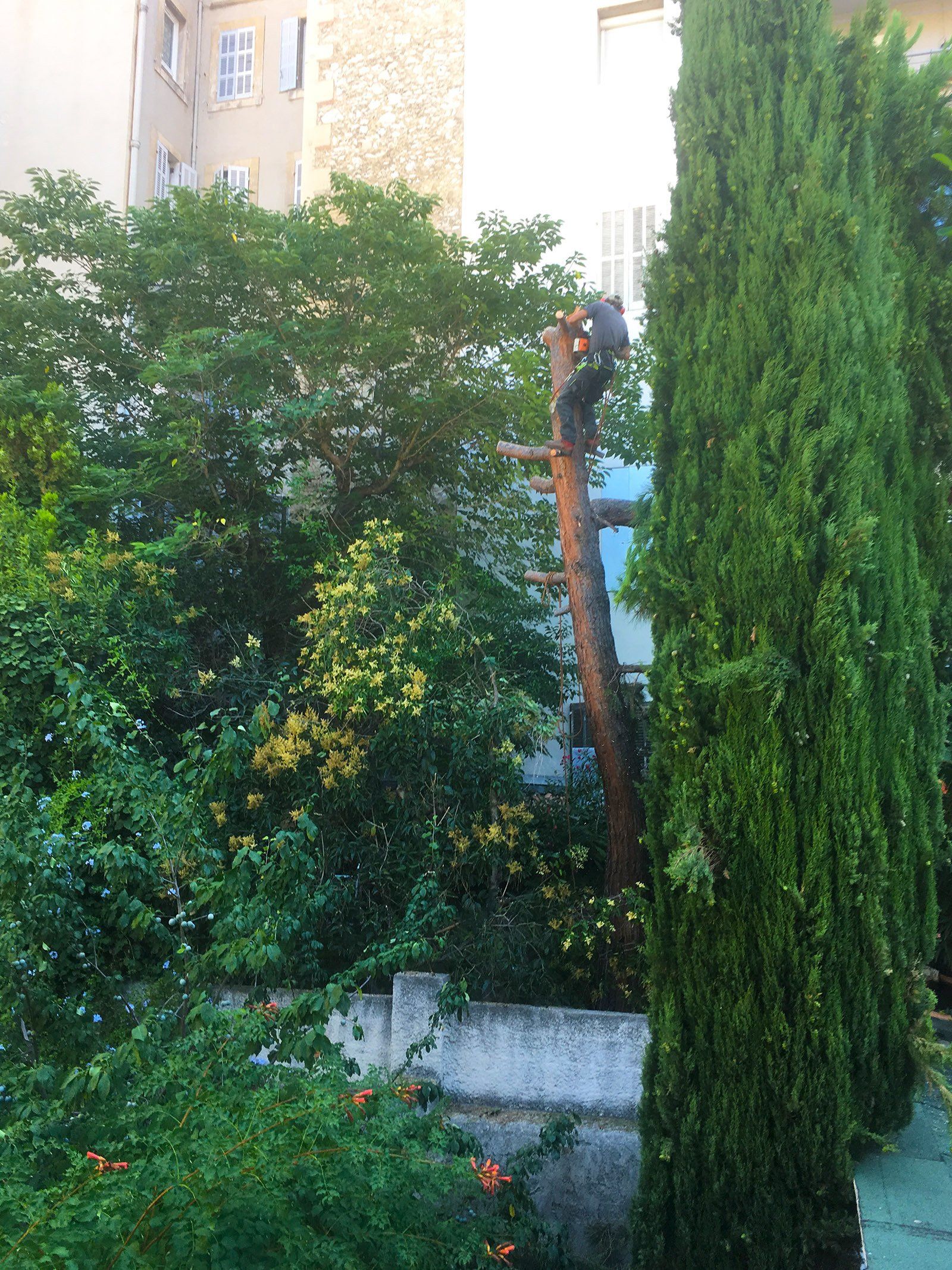 Access Vert paysagiste Aix en Provence Abatage et élagage