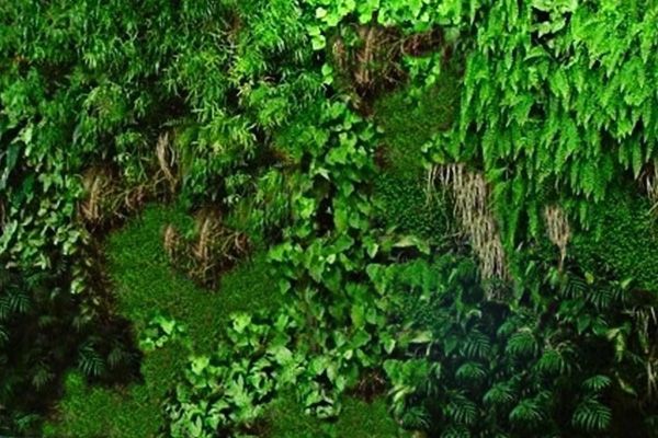 Access Vert réalisation de mur végétal