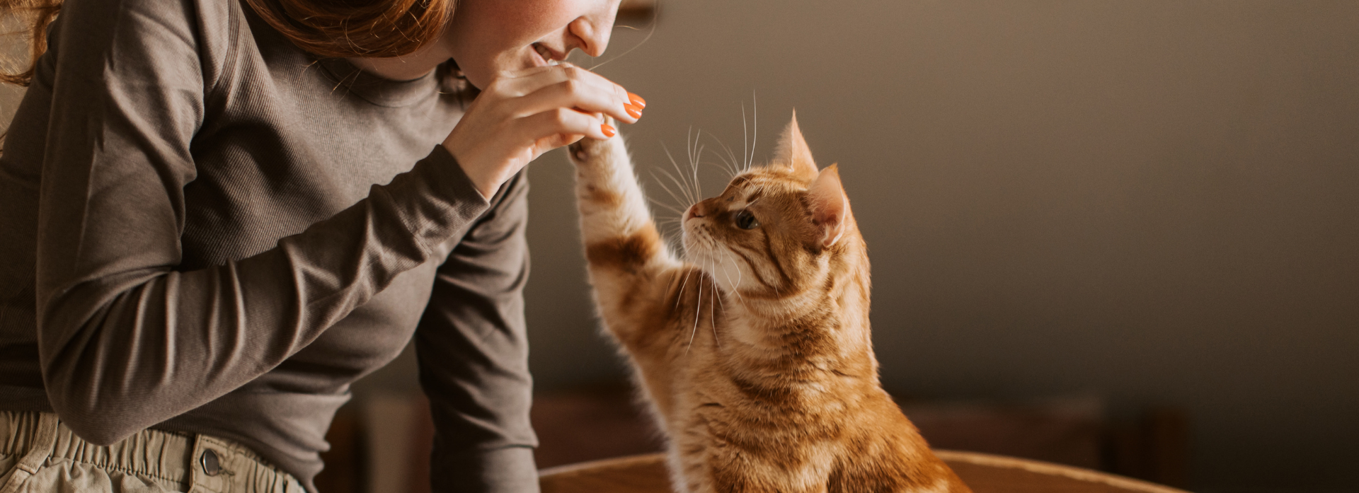 Katze mit Frau auf einem Bild, machen High Five
Katze Öl Fischöl Lachsöl