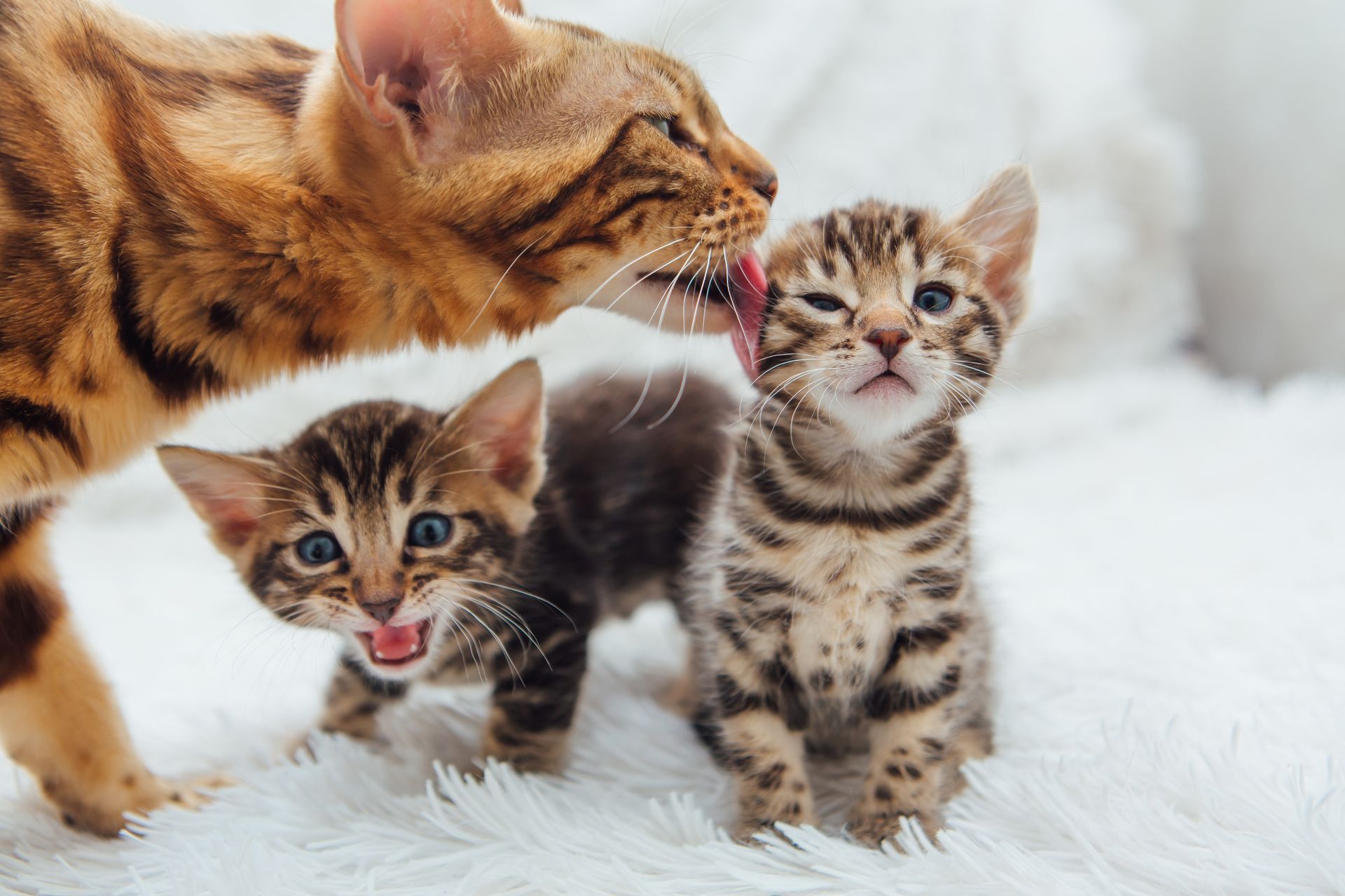 Bengalkatze mit 2 Kitten