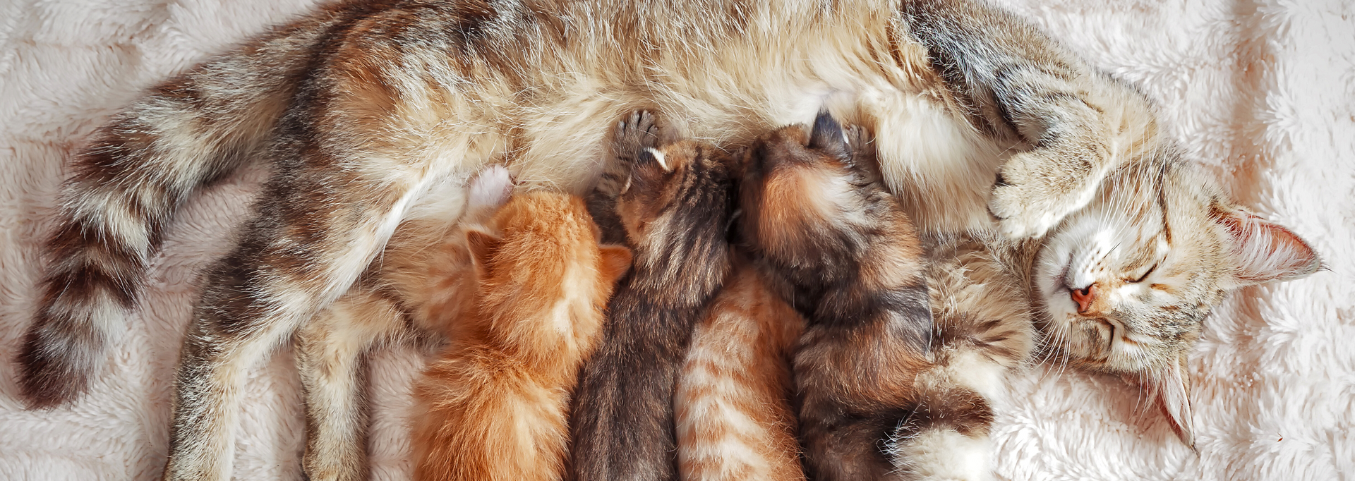 Eine Katze säugt ihre Kitten in rot und but