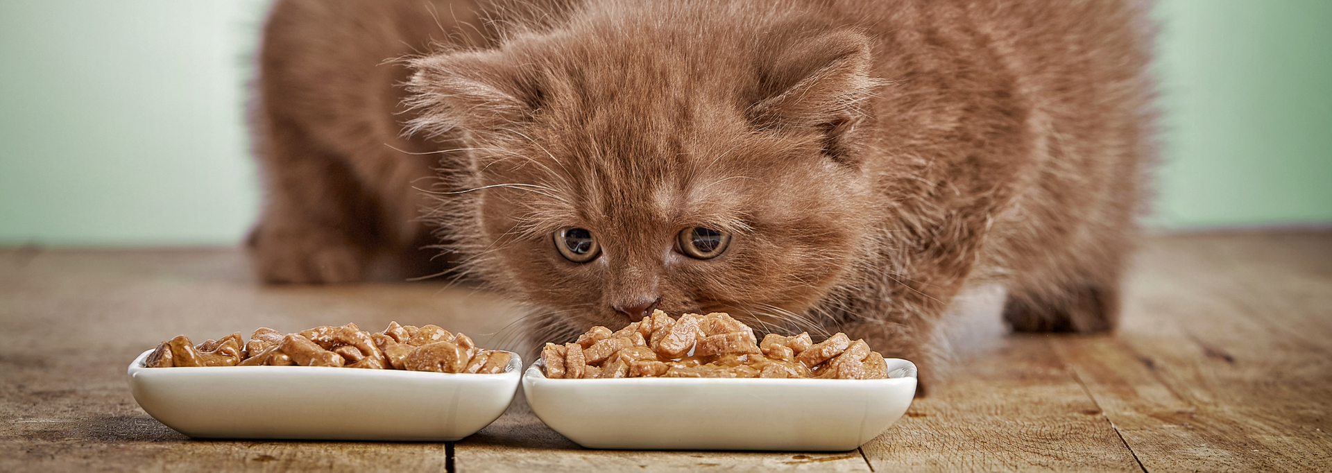 Chocolate-farbenes BKH Kitten vor 2 flachen eckigen Schälchen mit Nassfutter in Stücken