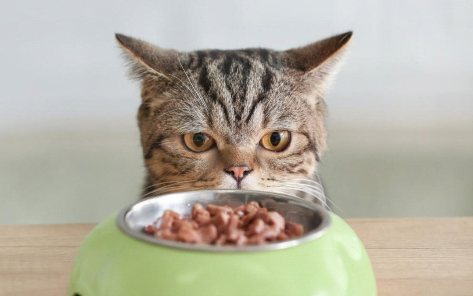 Katze sitzt vorm Futternapf und schaut rein