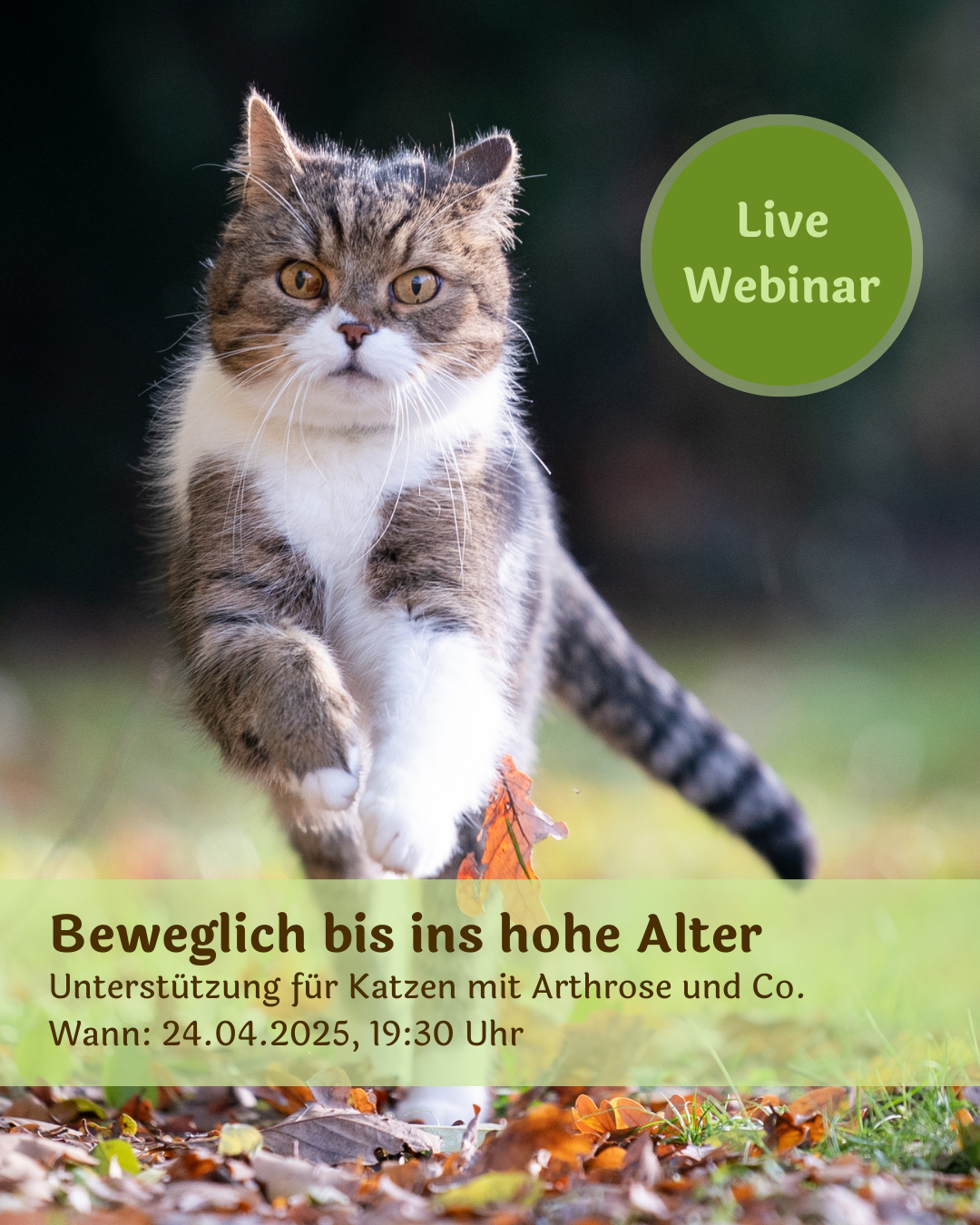 Live Webinar Zusätze für Katzen