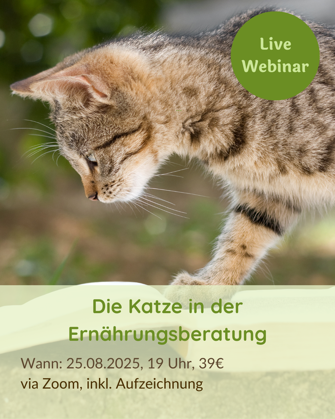 Live Webinar Zusätze für Katzen