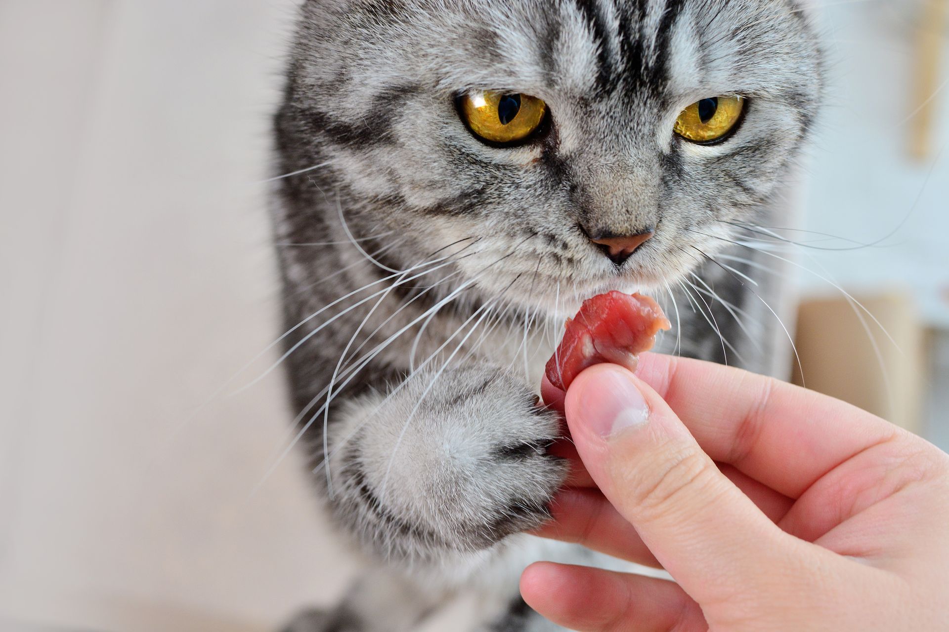 Katze wird mit rohem Fleisch gefüttert – BARF nach dem Beutetierprinzip für eine artgerechte Katzene