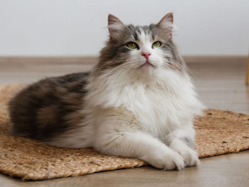 Rote Katze mit weißer Blesse und weißem Kragen einem Grasfeld mit Löwenzahn