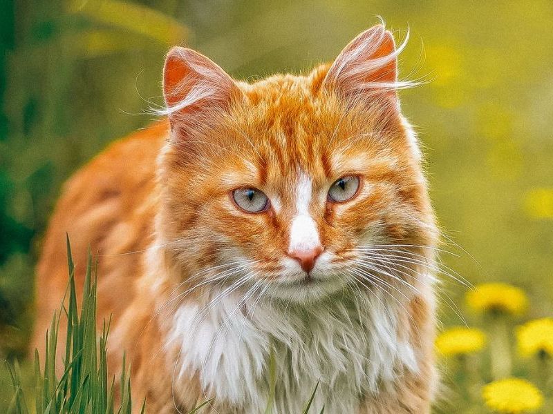 Tabbykatze, die auf dem Rücken liegt und sich mit einer Pfote die Augen zu hält