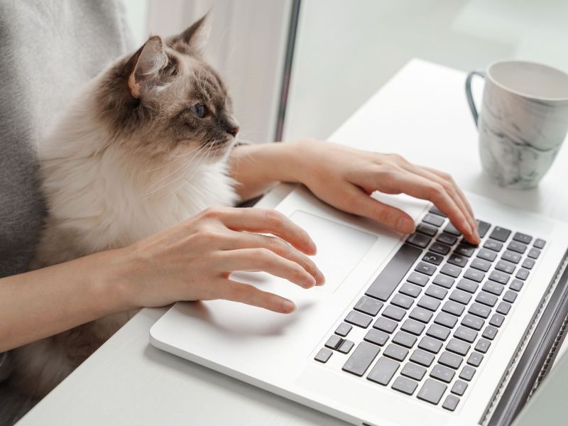 Tabbykatze, die auf dem Rücken liegt und sich mit einer Pfote die Augen zu hält