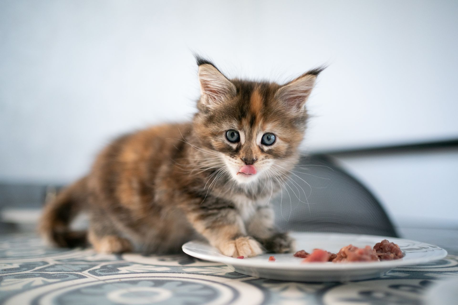 kleines buntes Maine Coon Kitten steht mit den Vorderpfoten auf einem Teller, auf dem etwas Fleisch