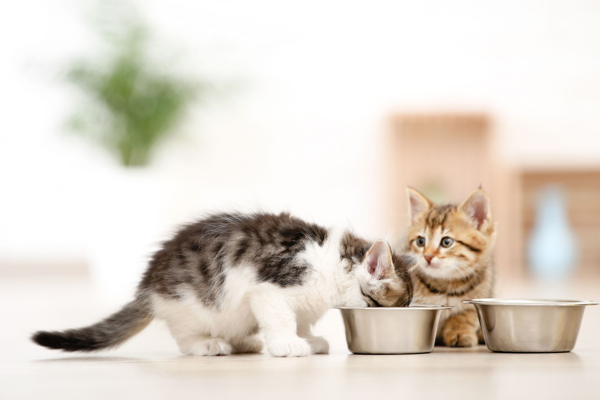 Zwei Kitten mit zwei Metallnäpfen, ein Kitten hat den Kopf im Napf