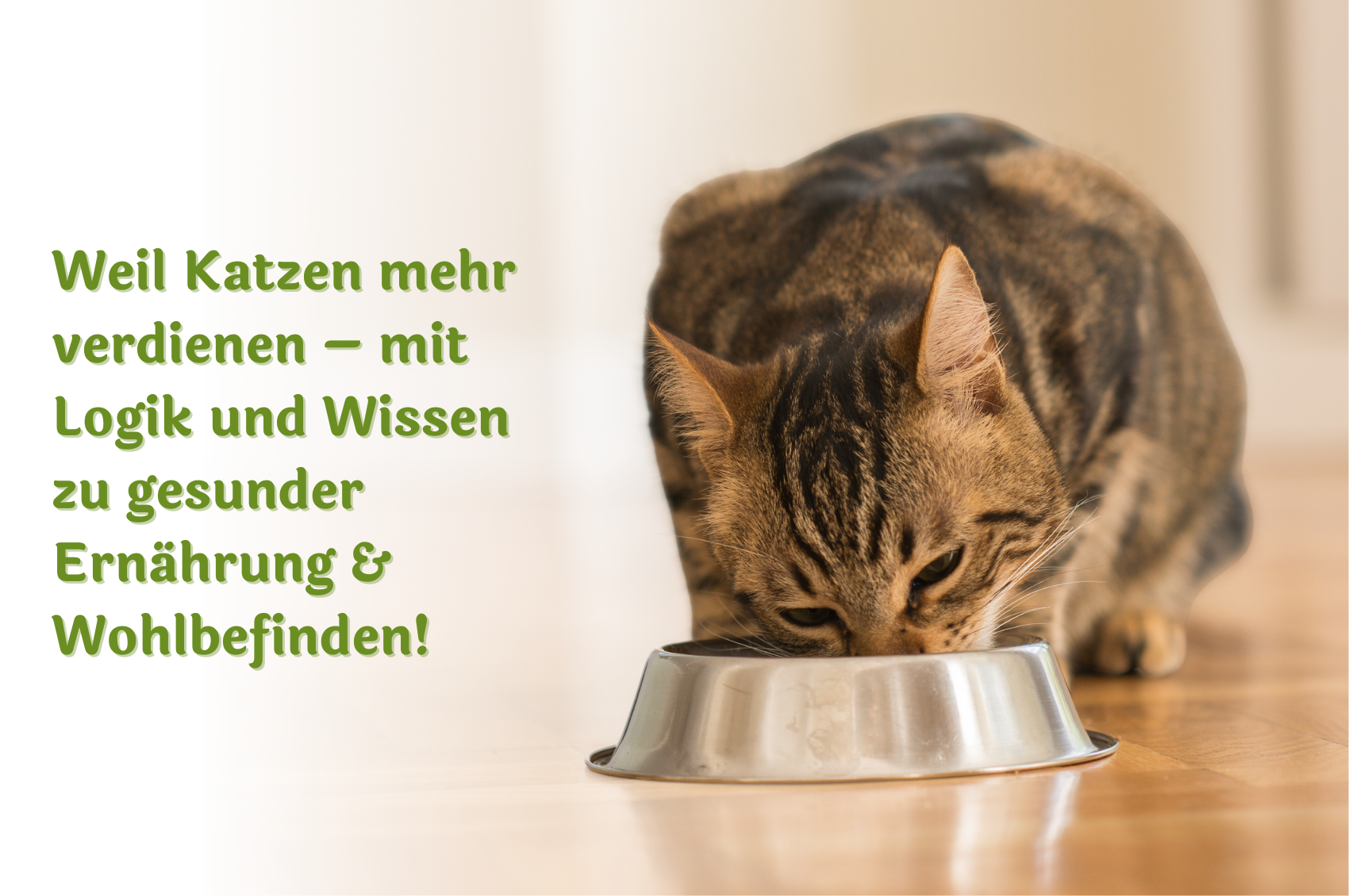 Tabbykatze, die aus einem Napf frisst. Daneben steht