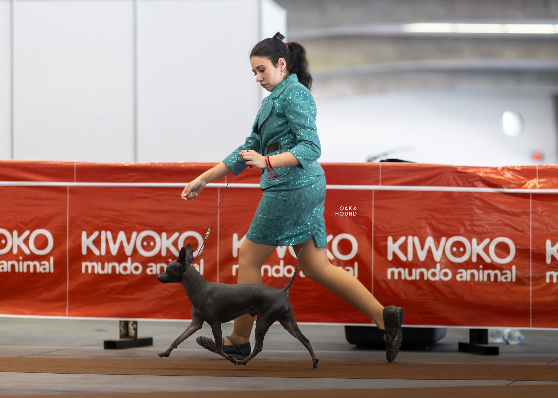 American Hairless Terrier Dog show