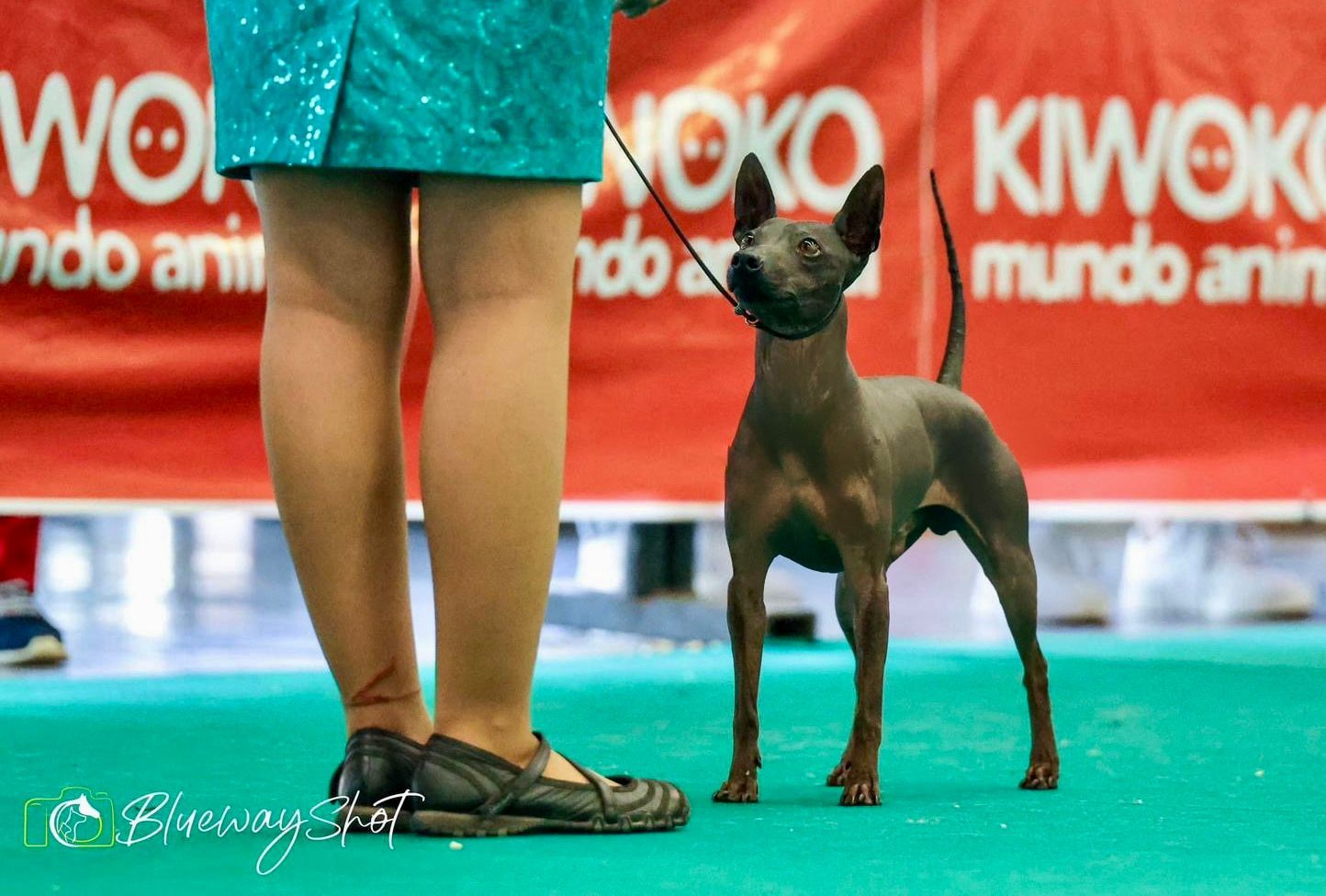 American Hairless Terrier Dog Show