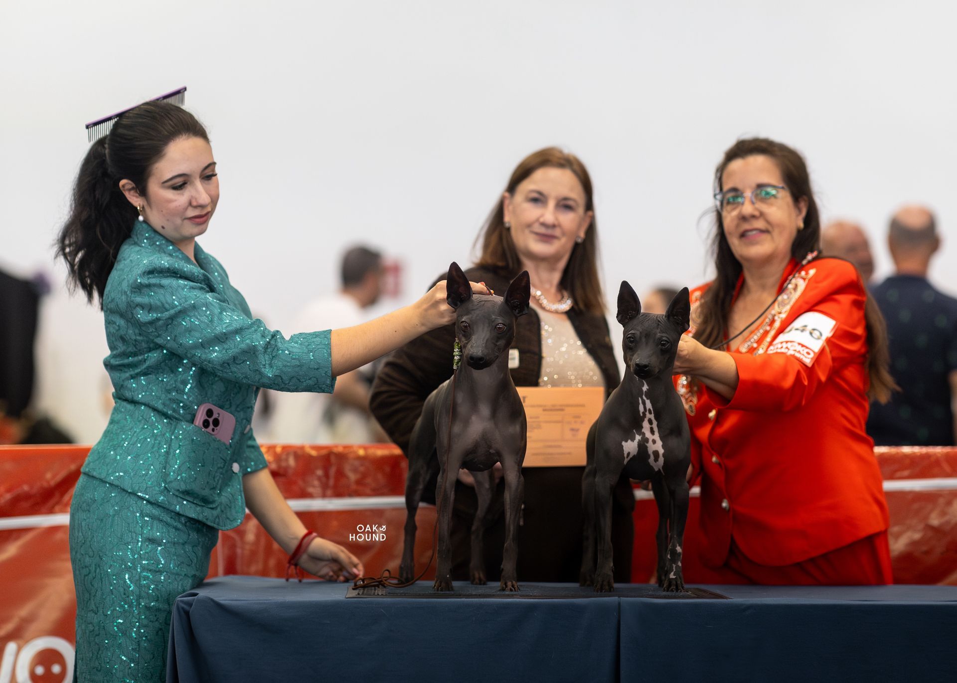 American Hairless Terrier Dogs Winner
