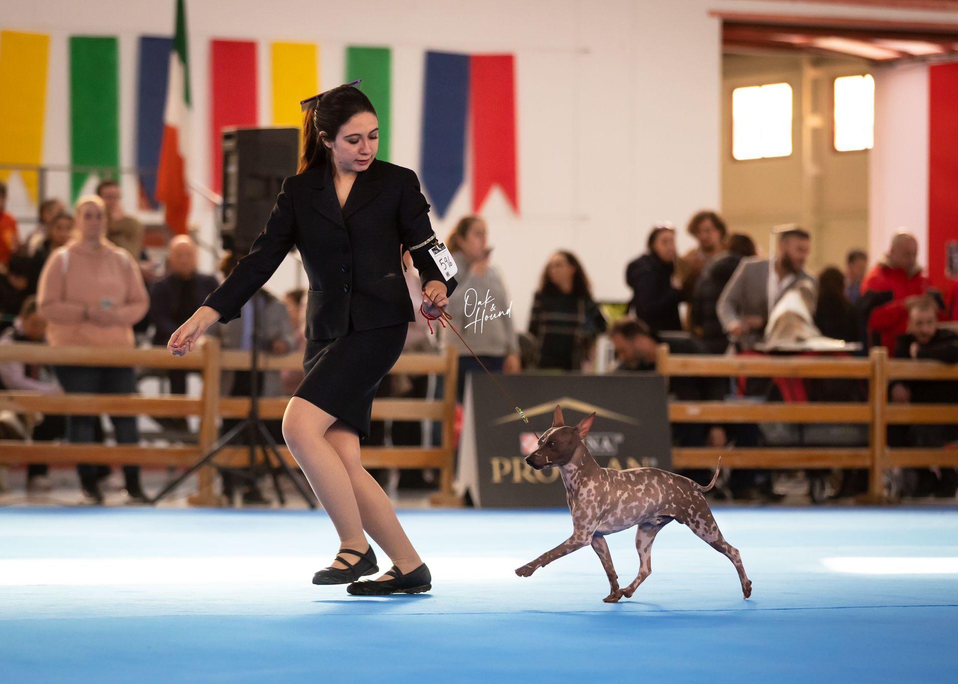 American Hairless Terrier Dog Shows Spain