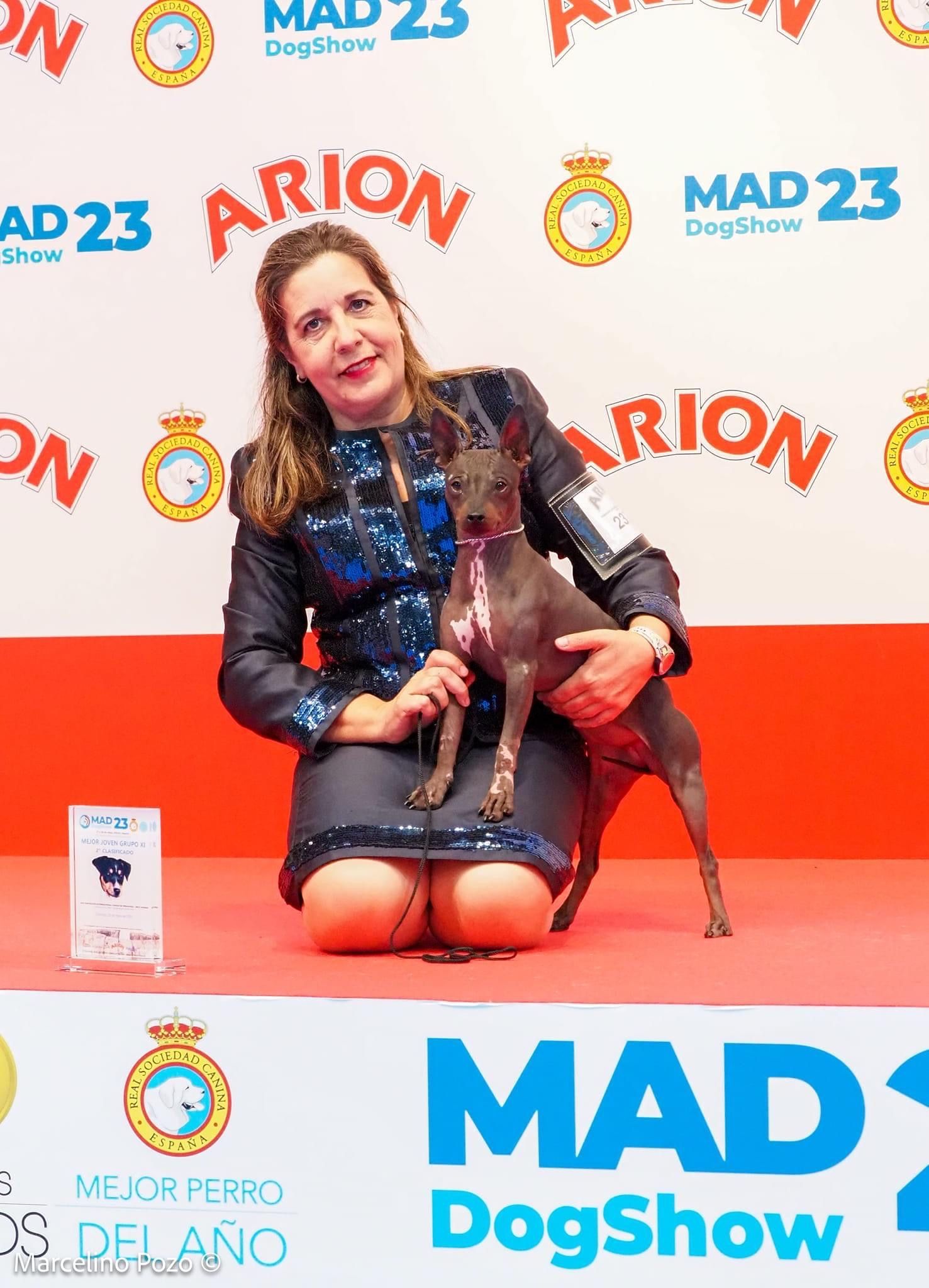 American Hairless Terrier shows