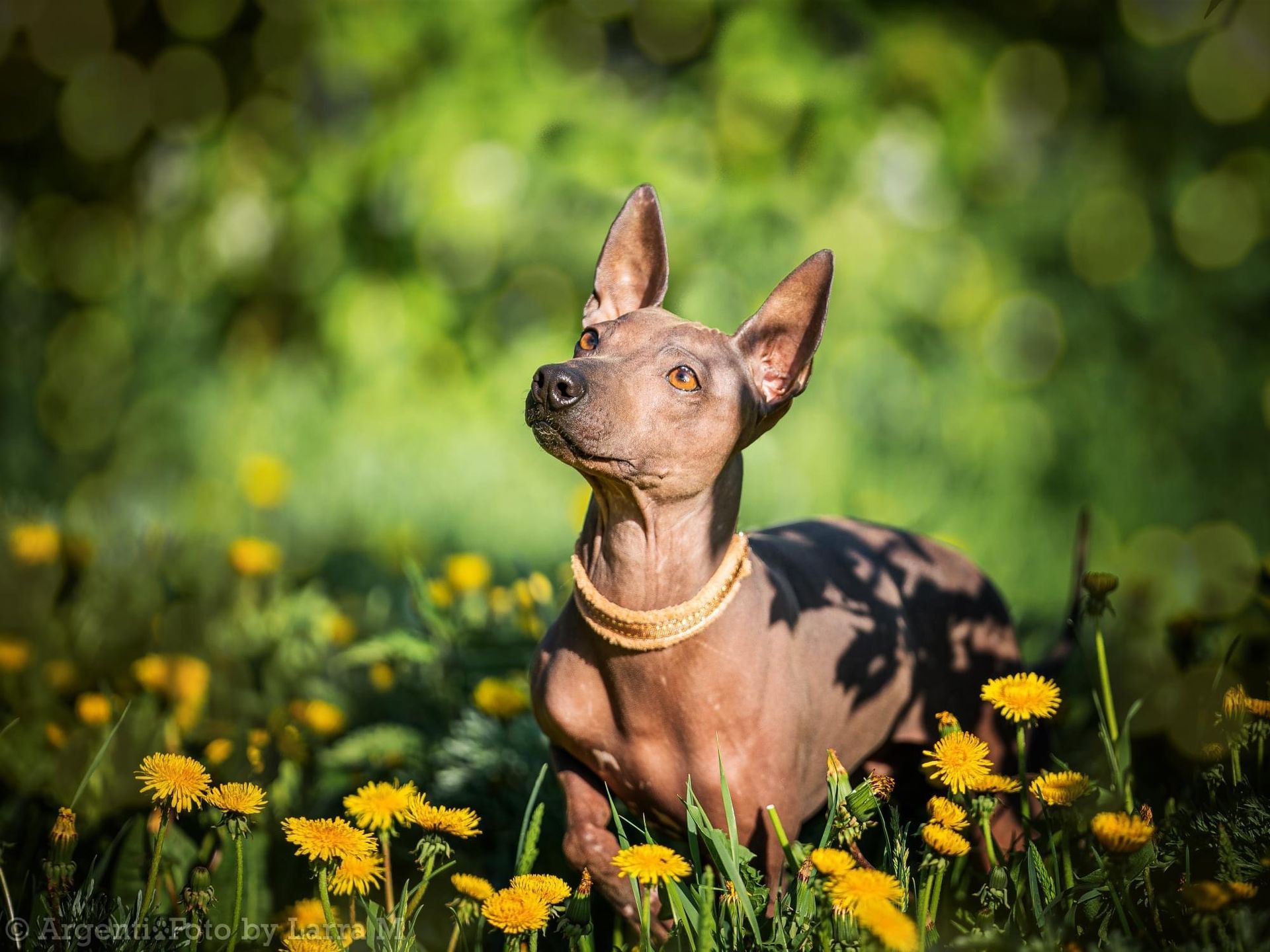 American Hairless Terrier lover