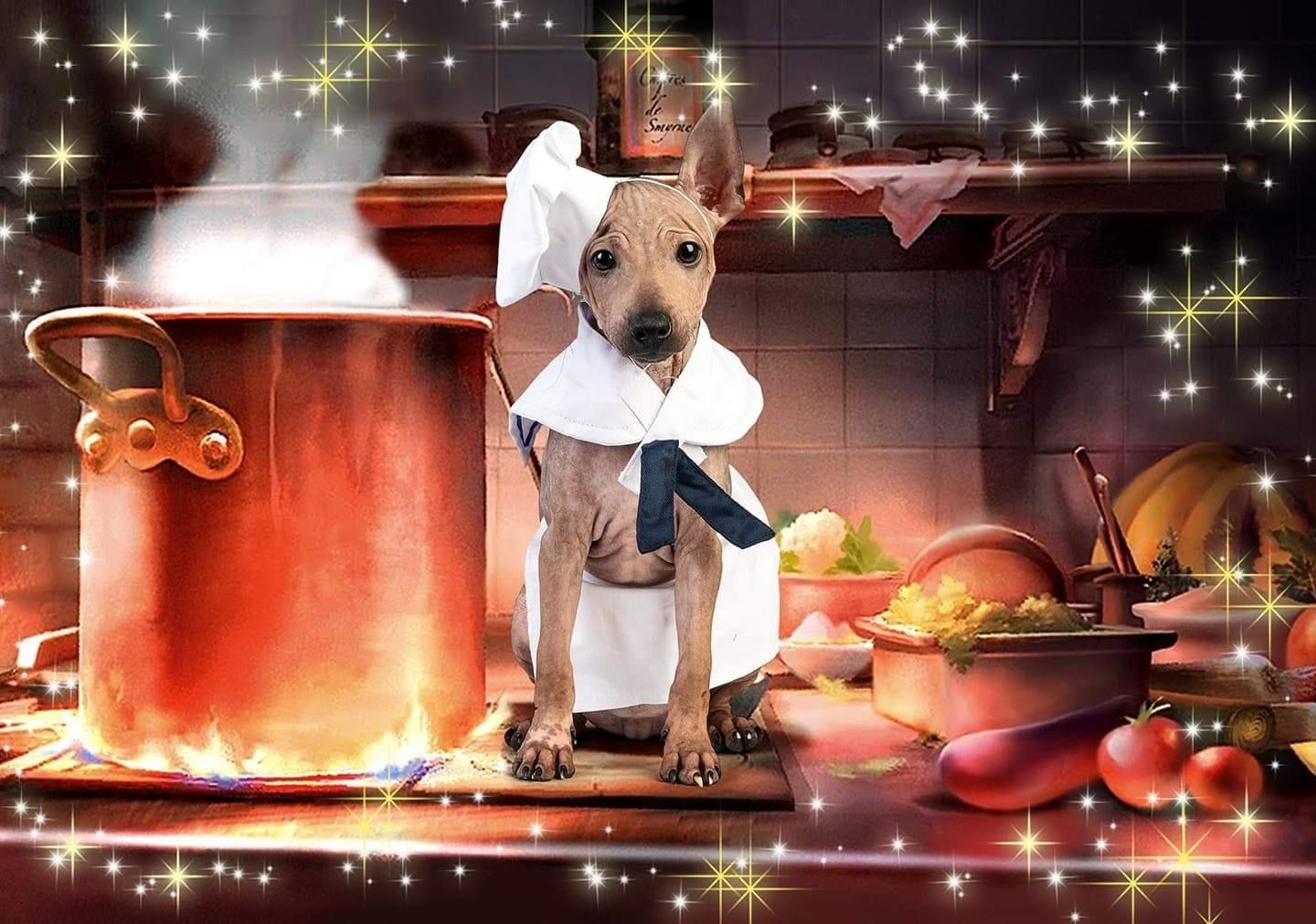 American Hairless Terrier puppy