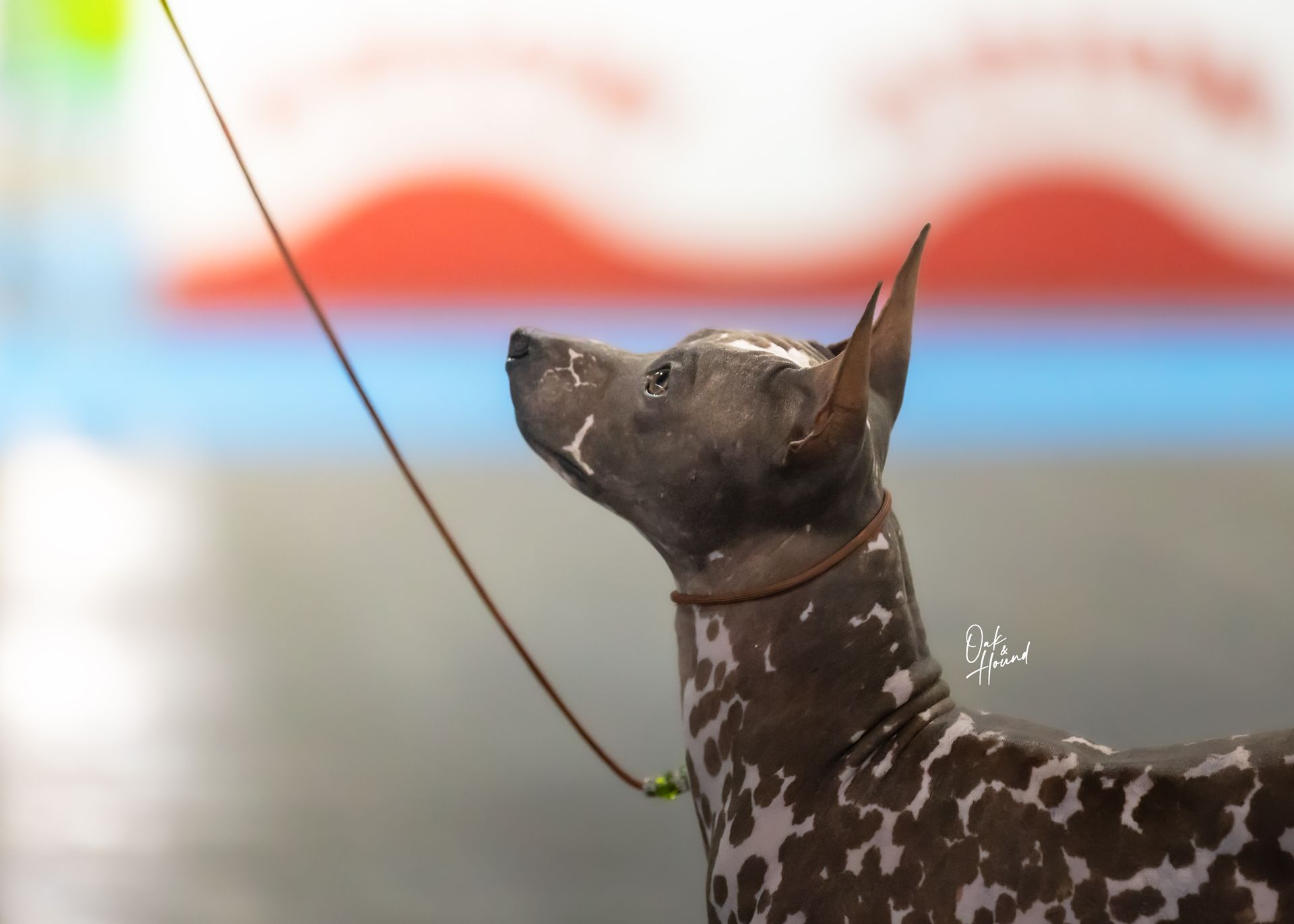 American Hairless Terrier Champion