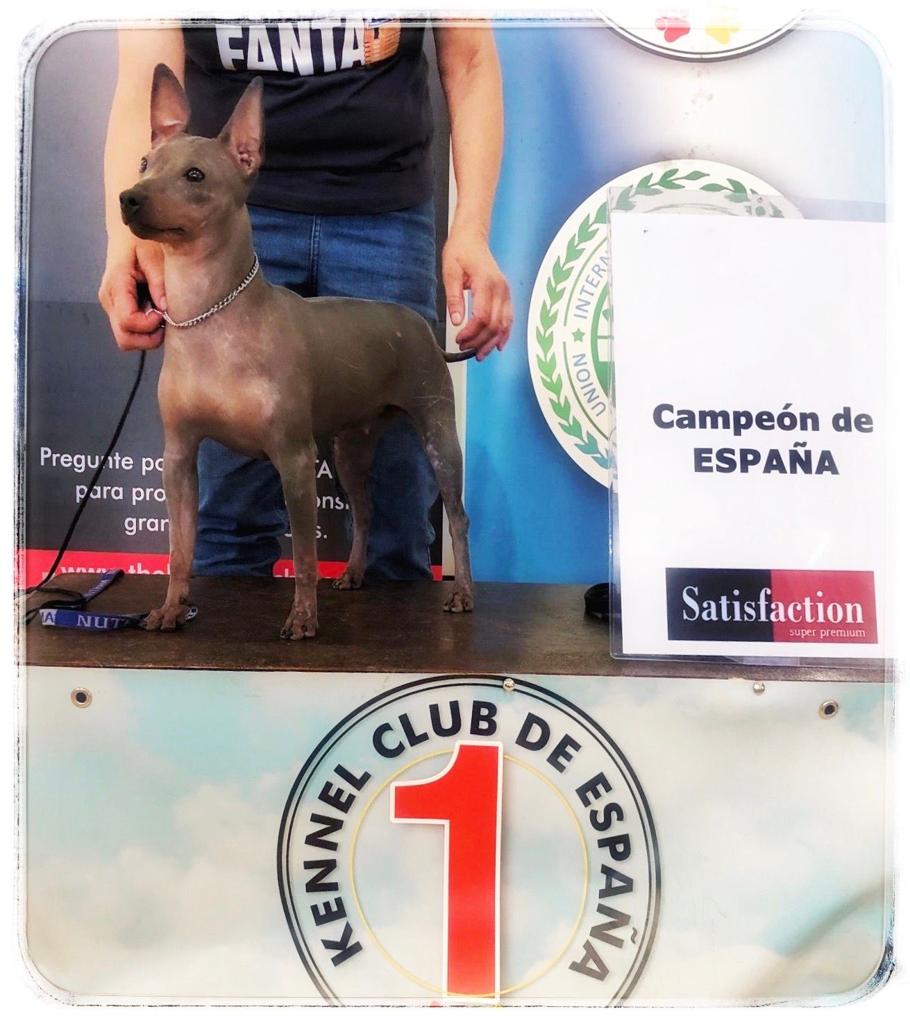 American Hairless Terrier