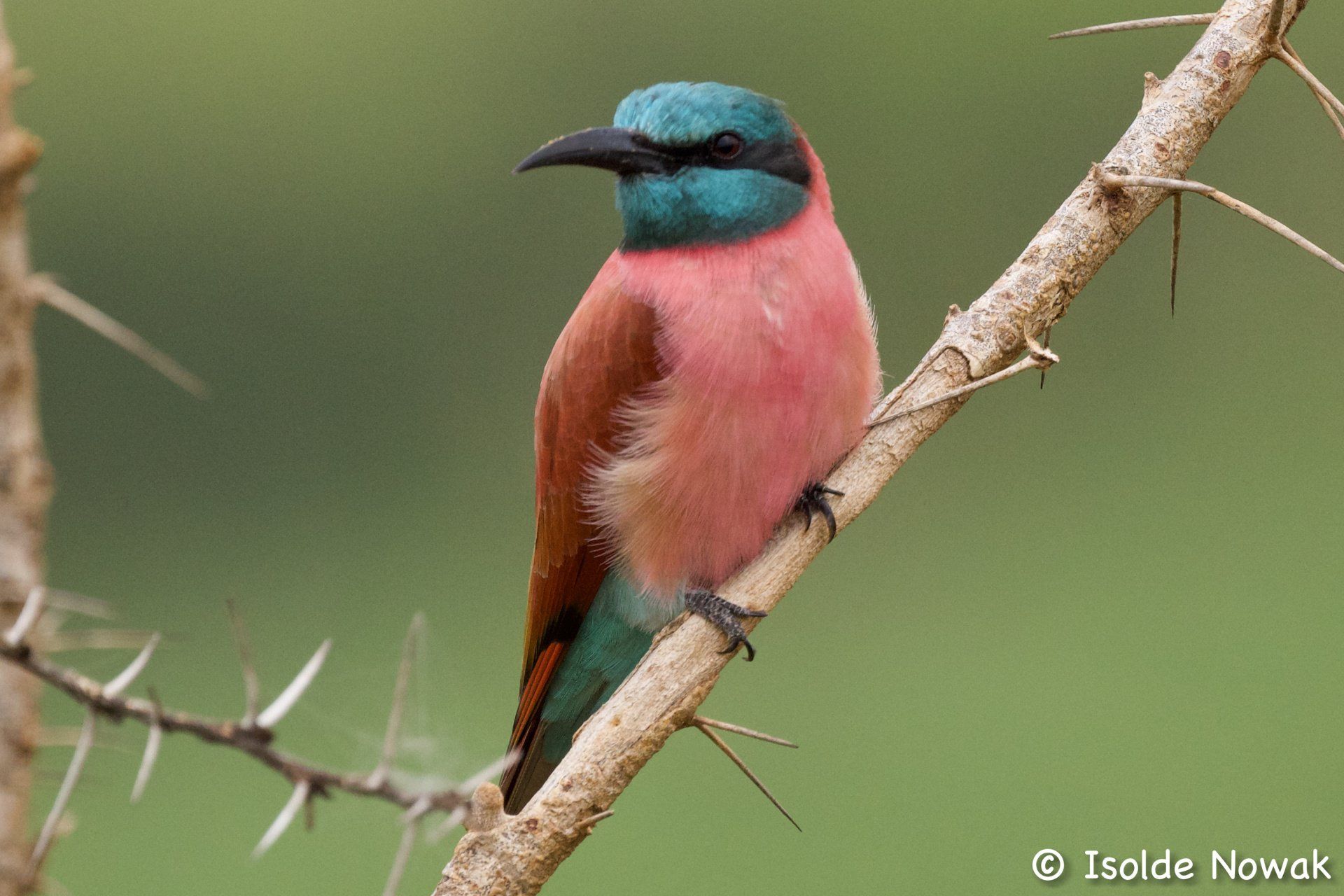 Birds of UGANDA Gruppenreise Vogelparadies birding destination