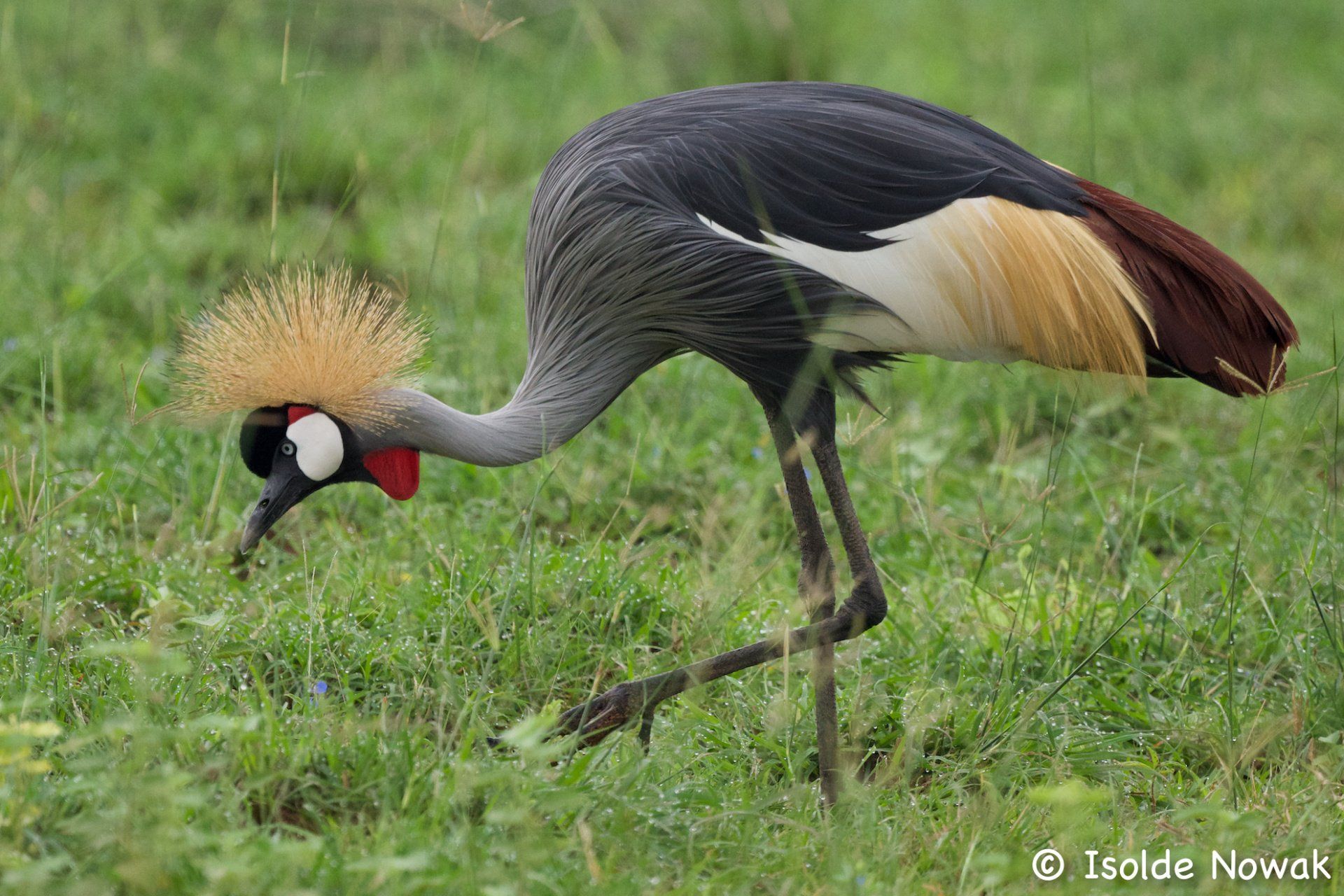 Birds of UGANDA Gruppenreise Vogelparadies birding destination
