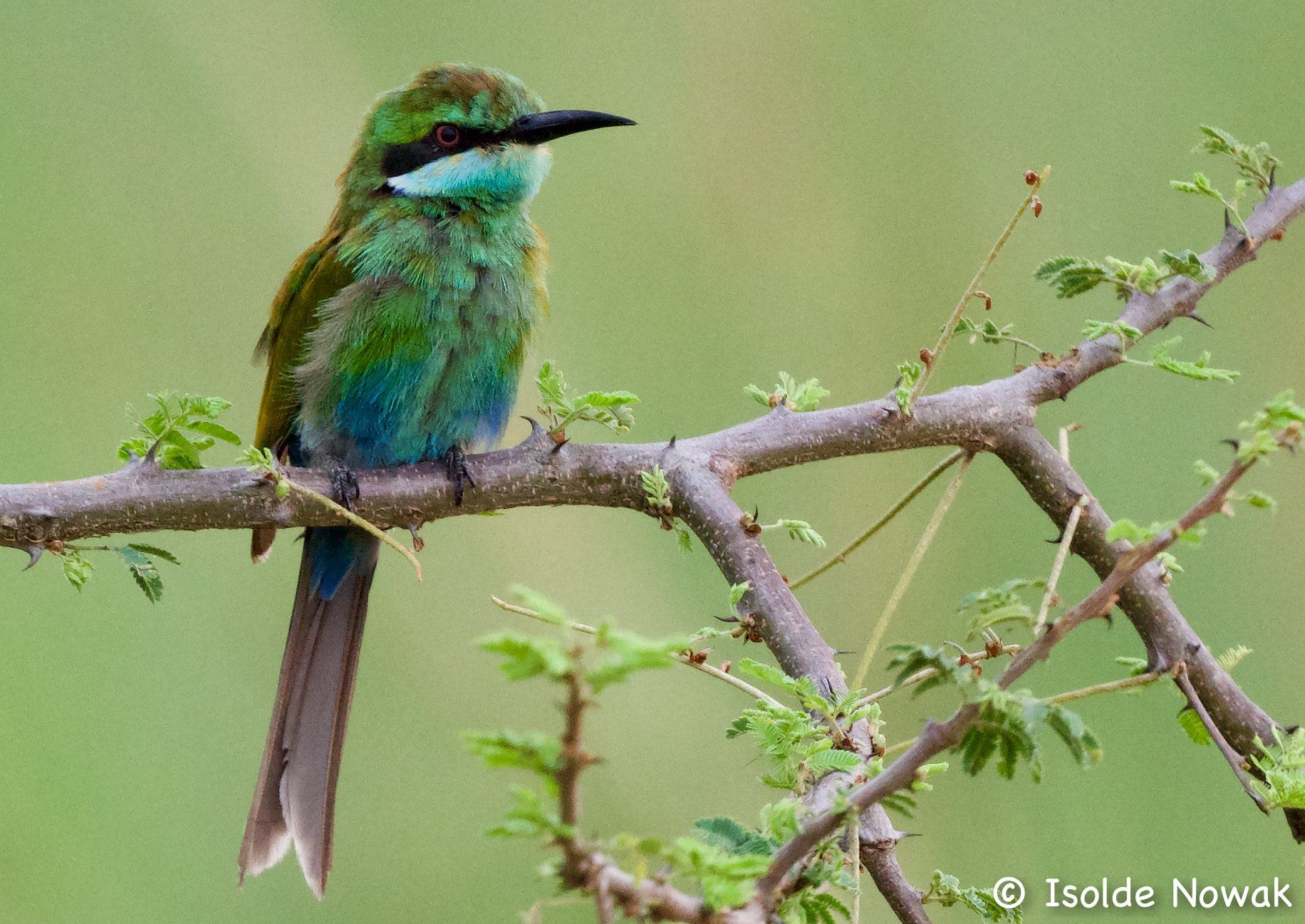 Birds of UGANDA Gruppenreise Vogelparadies birding destination