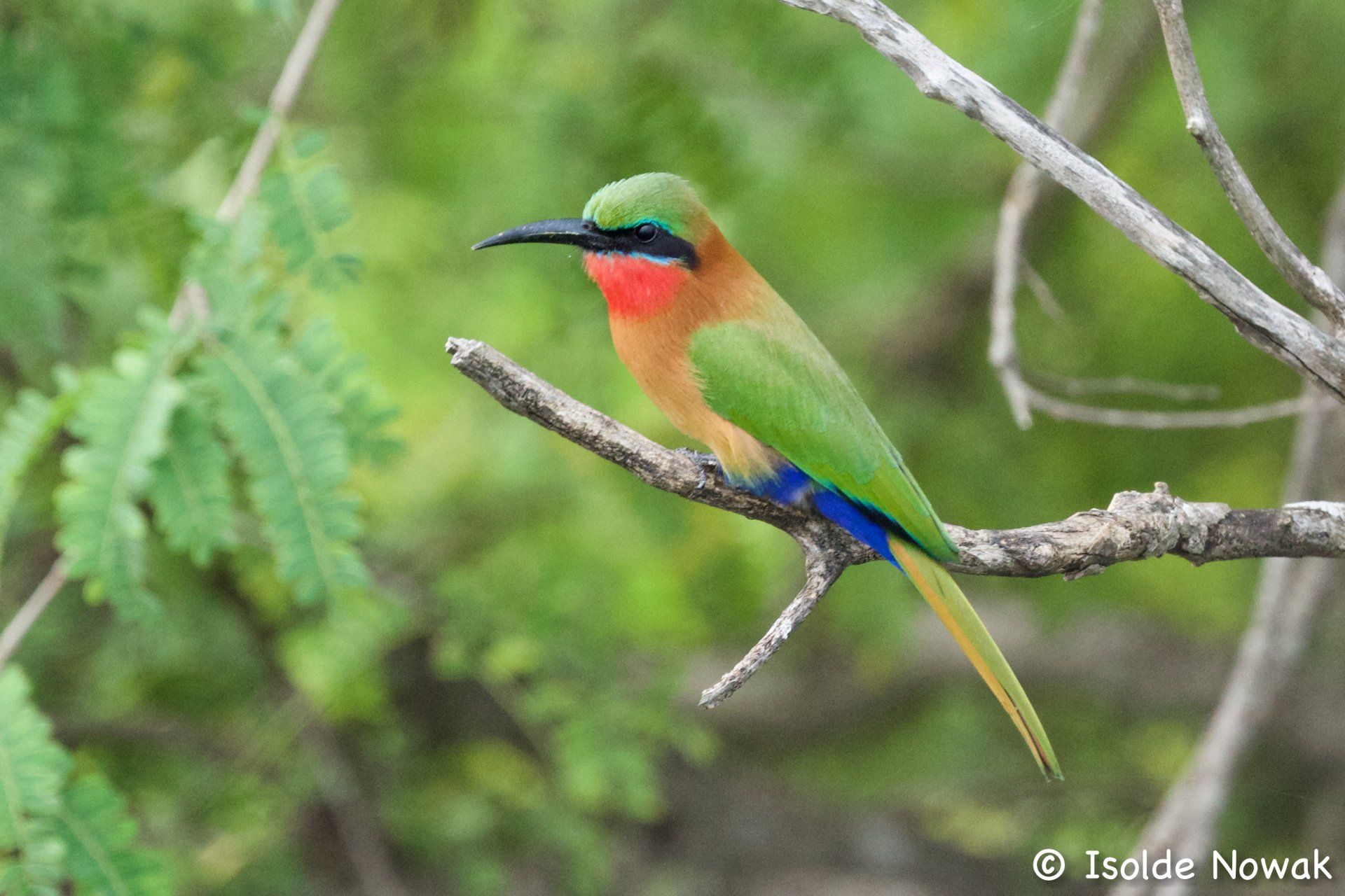 Birds of UGANDA Gruppenreise Vogelparadies birding destination