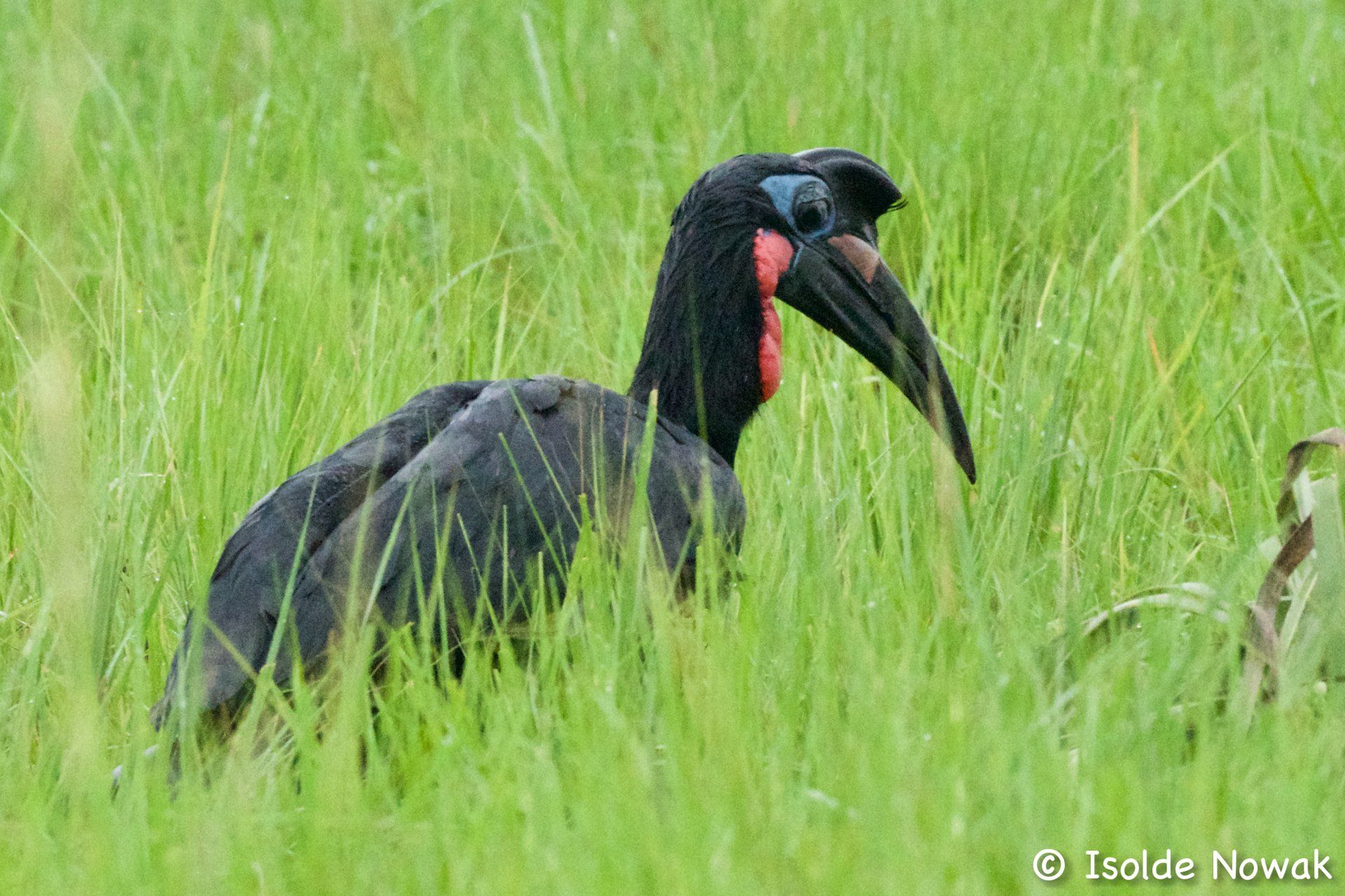 Birds of UGANDA Gruppenreise Vogelparadies birding destination
