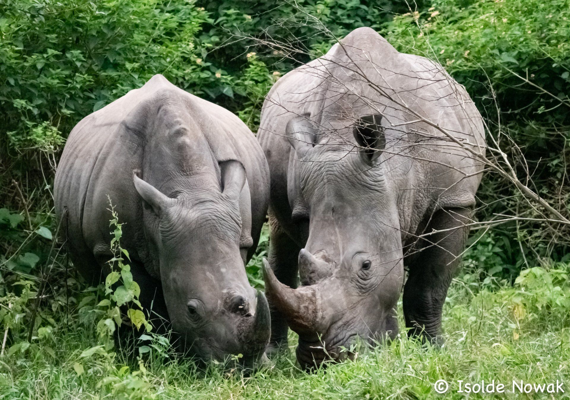 20 Tage UGANDA SPEZIAL - Gorillas, Safaris und Birding