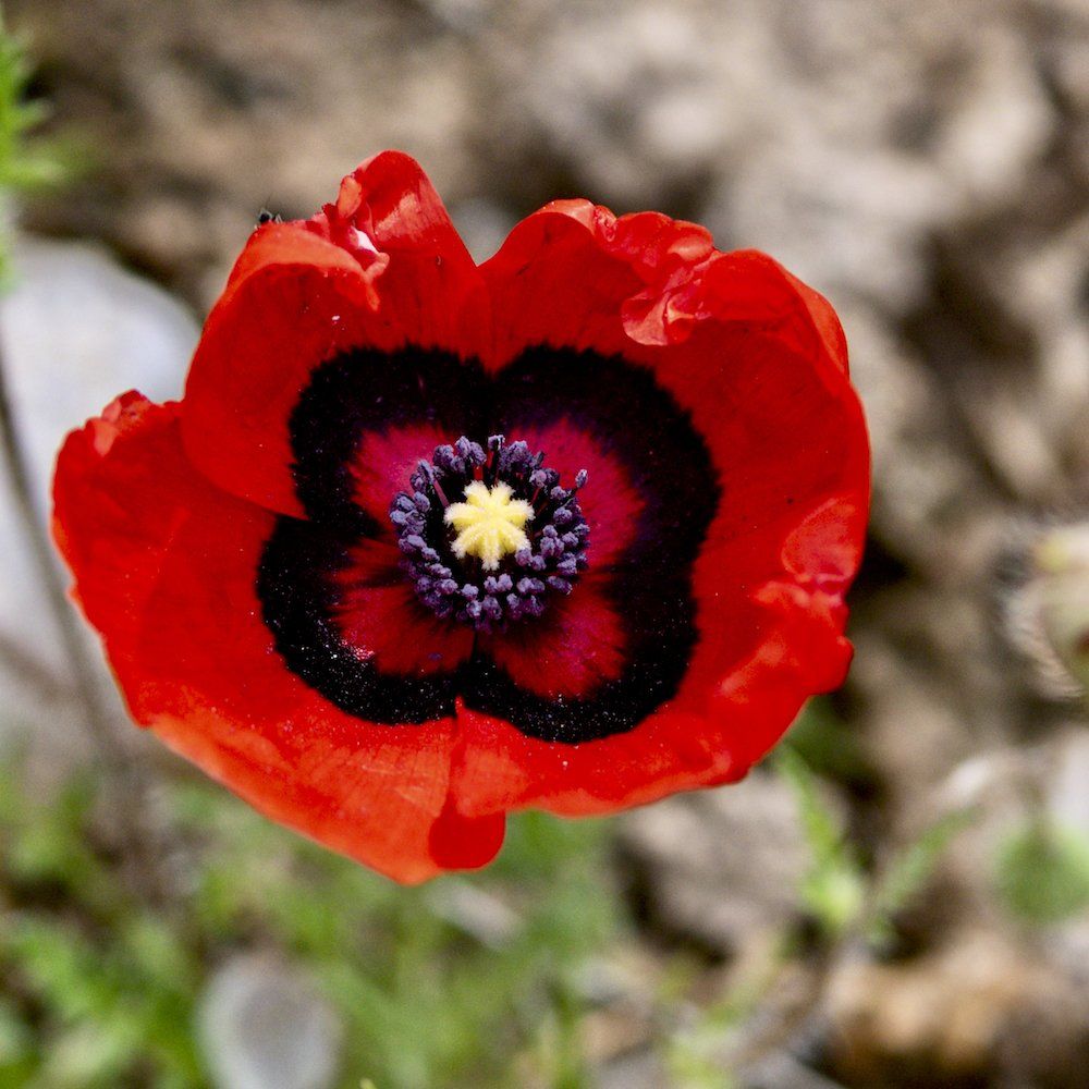 Portfolio Mohn