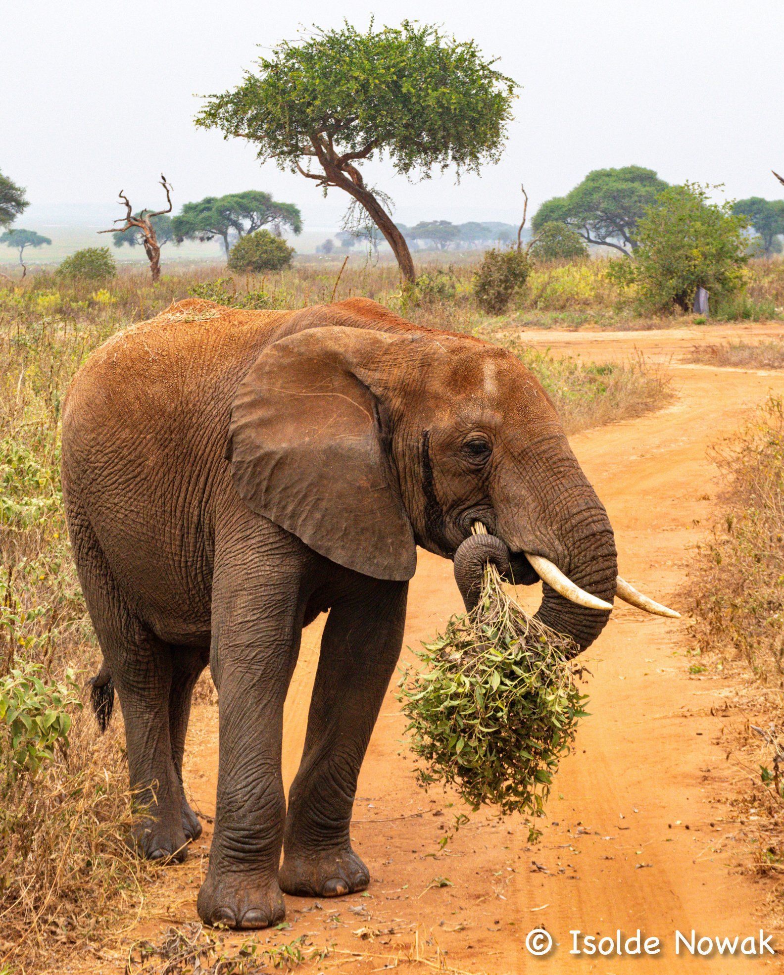 Elefant in Tarangire