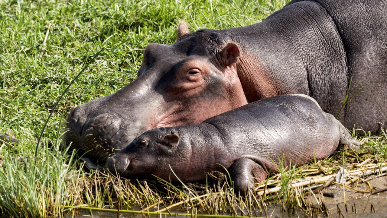 Hippos Fotoreise Uganda
