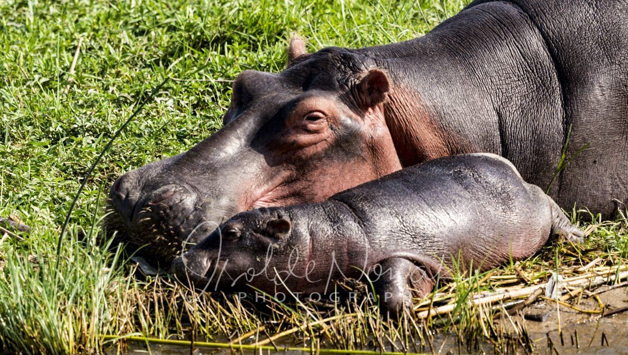 Hippos Fotoreise Uganda