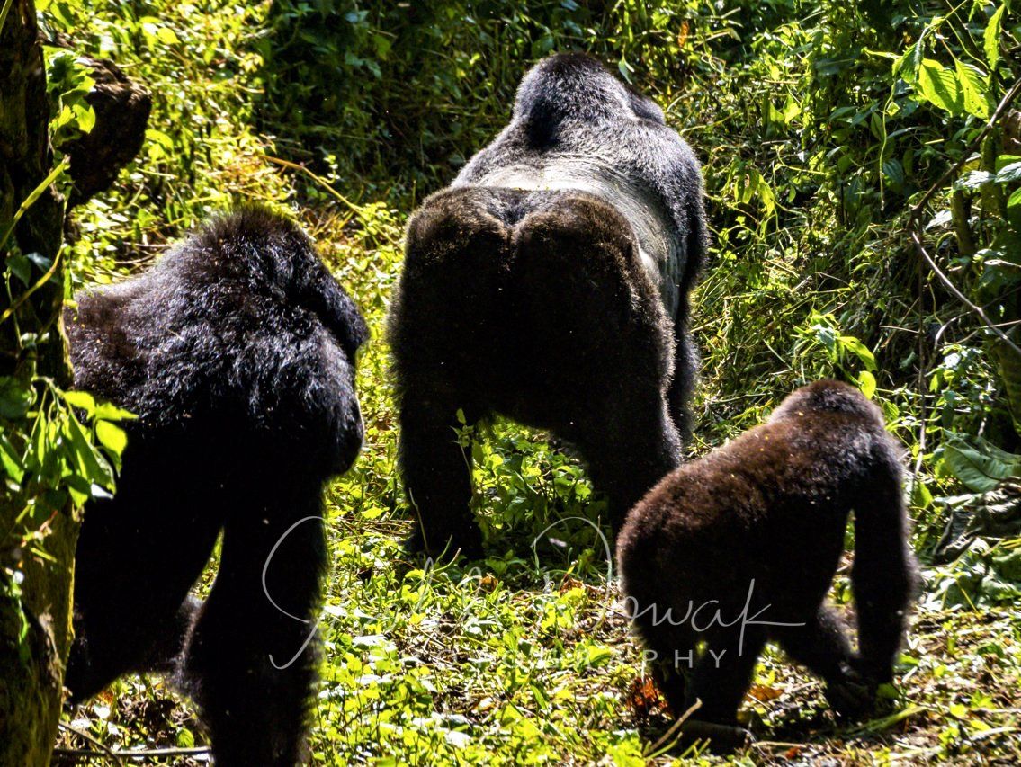 Gorillatracking