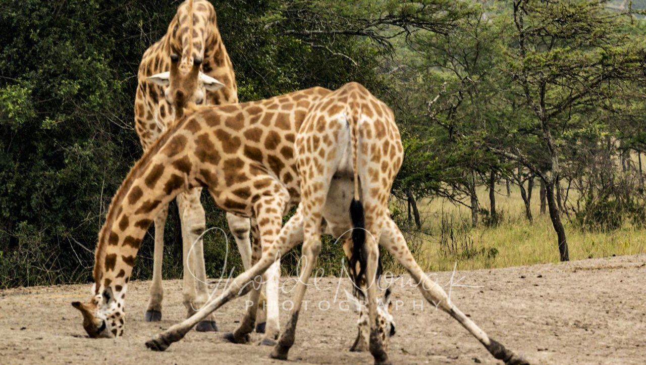 Giraffen Fotoreise Uganda