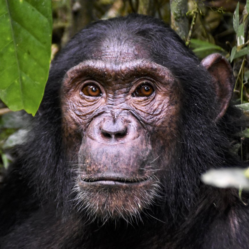 Schimpanse Kibale Uganda